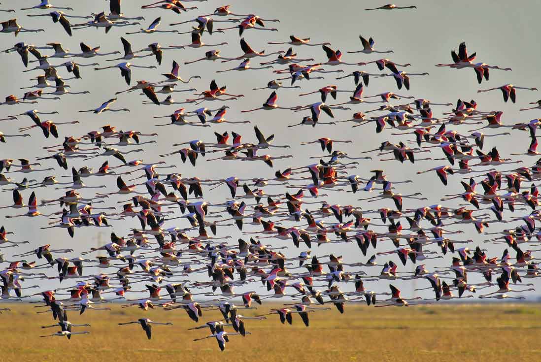 Aves migratorias volando sobre el Parque Nacional de Doñana, Andalucia