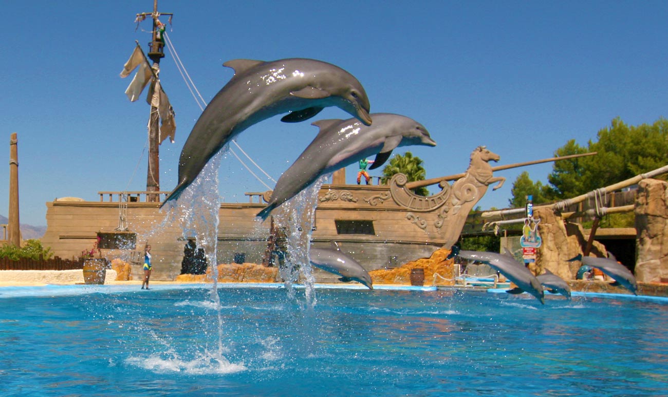 delfines saltando en el parque acuatico mundomar de Benidorm