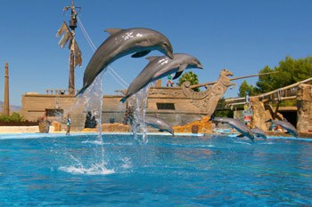 delfines saltando en el parque de atracciones mundo mar de benidorm