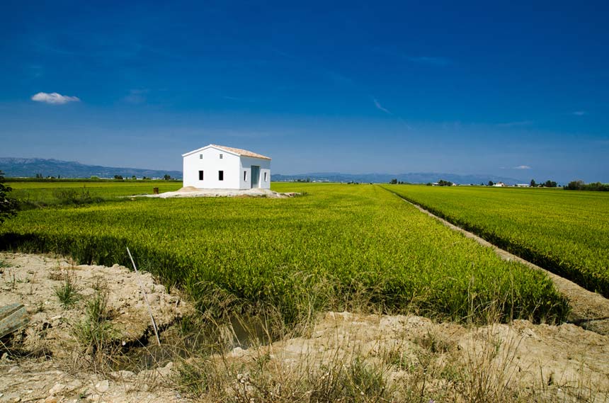 Rice fields in the Ebro Delta