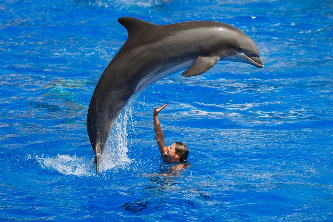 delfines en el parque Marineland de Palma