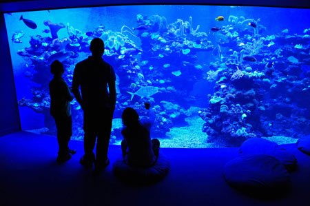 gente mirando los acuarios del Palma Aquarium de Mallorca