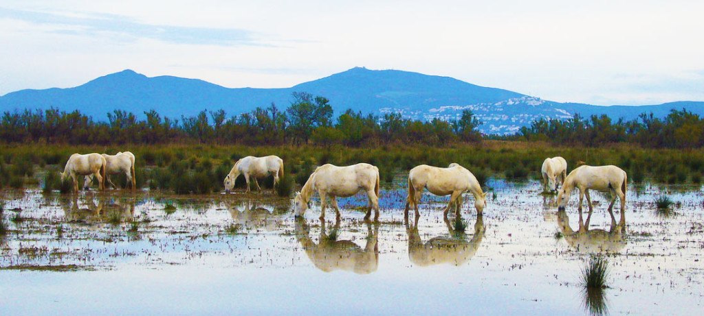 caballos en la zona humeda dels aiguamolls de l'emporda en la costa brava
