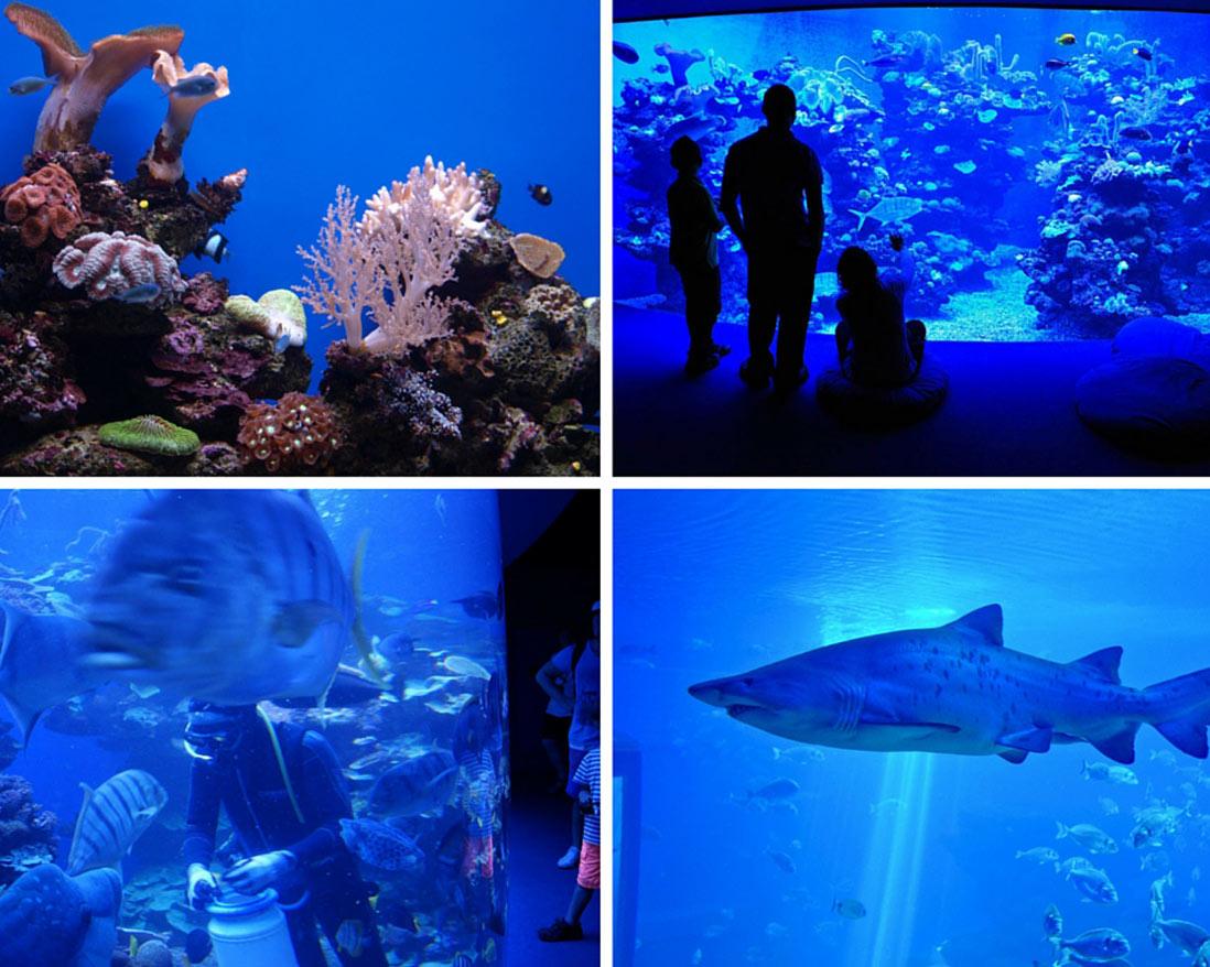 peces y tiburones del interior Palma Aquarium en la isla Baleares