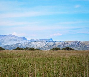 montañas del parque natural de l'albufera en Mallorca Imprescindibles de Alcudia