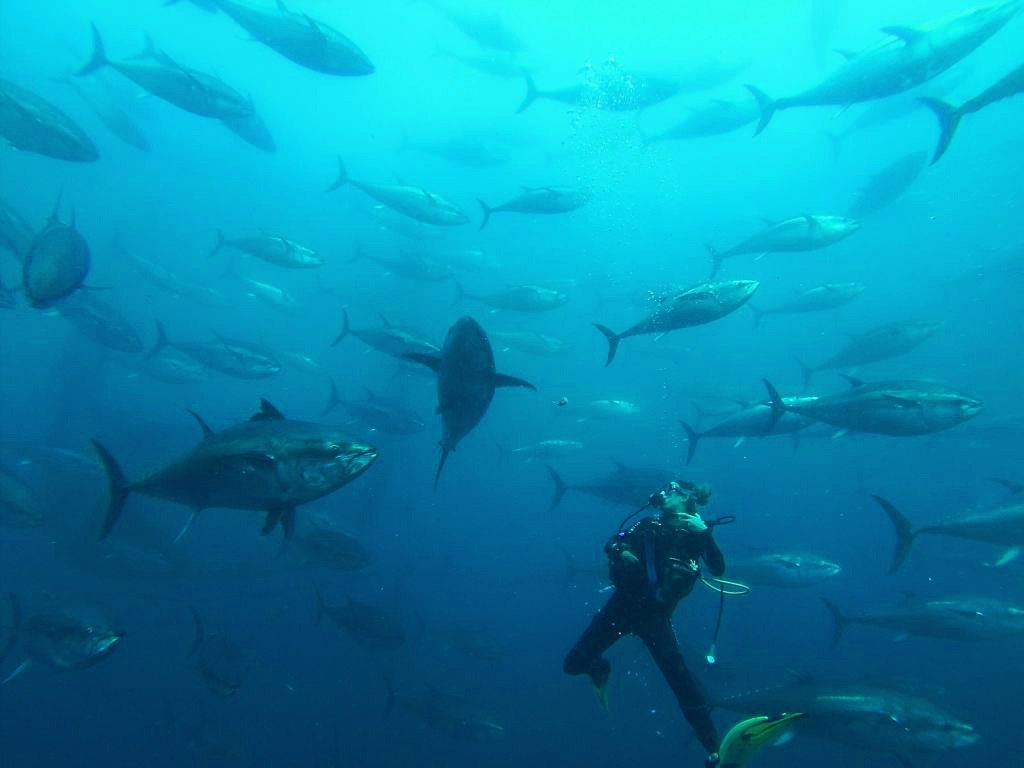 Imprescindibles de la Costa Dorada Baño con atunes gigantes en Tuna Tour en la Ametlla de Mar