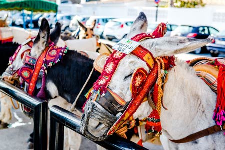 Donkey ride or Burro taxi Mijas,-Costa-del-Sol-III