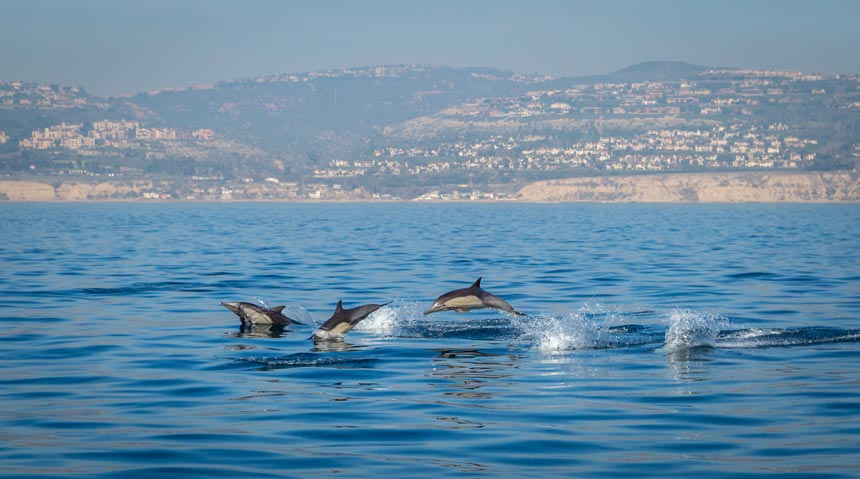 Dolphins-in-Estrecho-de-Gibraltar,-Tarifa