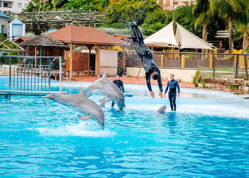 Dolphins jumping in pool , Selwo Marina Delfinarium in Benalmadena (1)