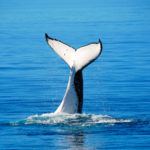 Cetaceans and Whale Watching in Tarifa