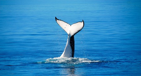 Whales-in-Tarifa