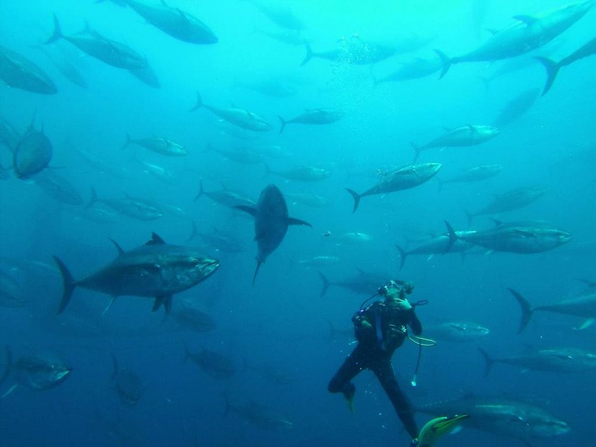 scubadiver swiming with the big tunas in Ametlla de Mar