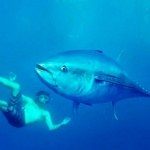 Tuna Tour, nadar entre atunes rojos en alta mar
