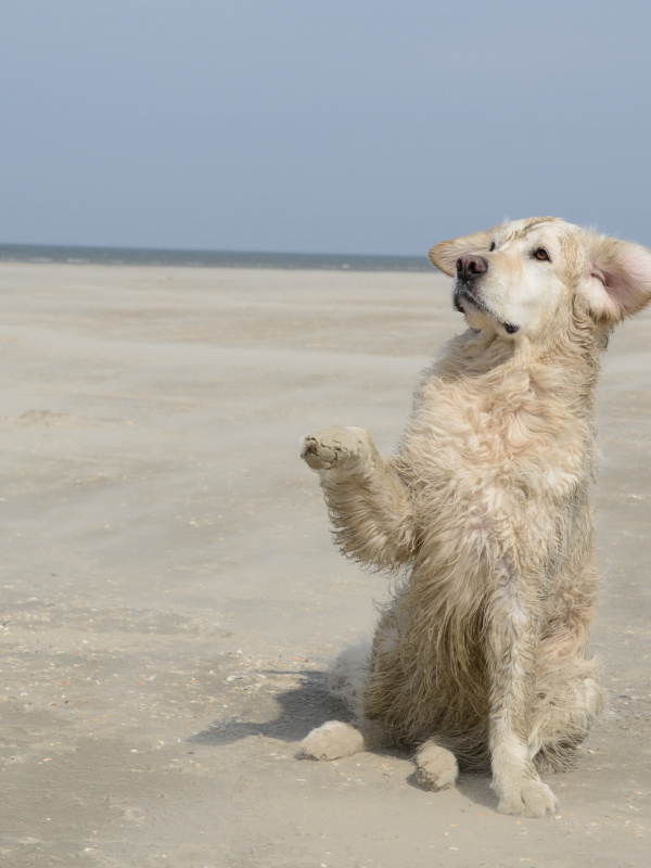 Playas para perros tripkay