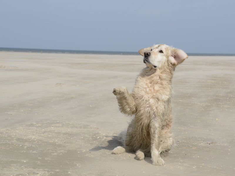 Playas para perros tripkay